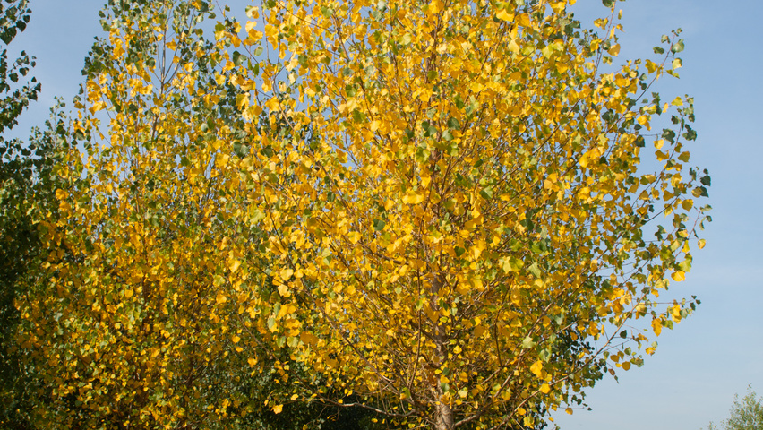 Populus x canadensis 'Koster' hoogstam