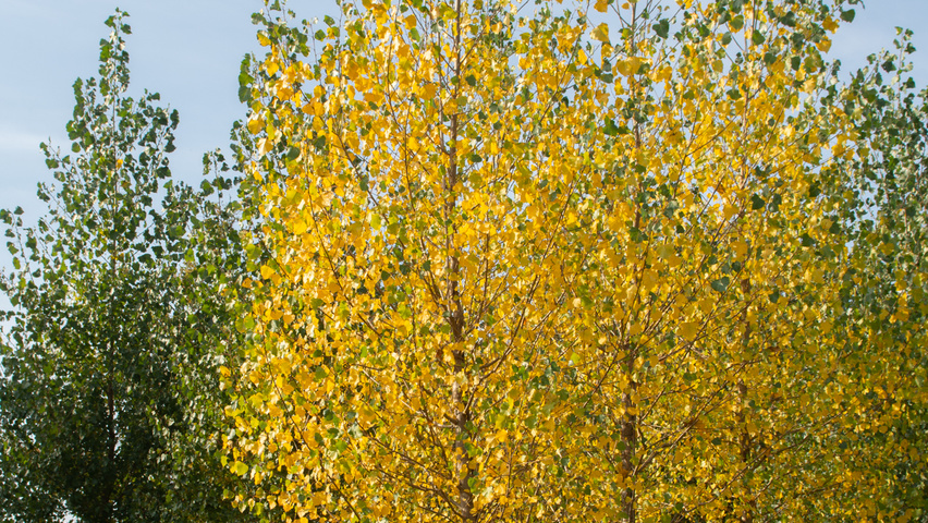 Populus x canadensis 'Koster' hoogstam