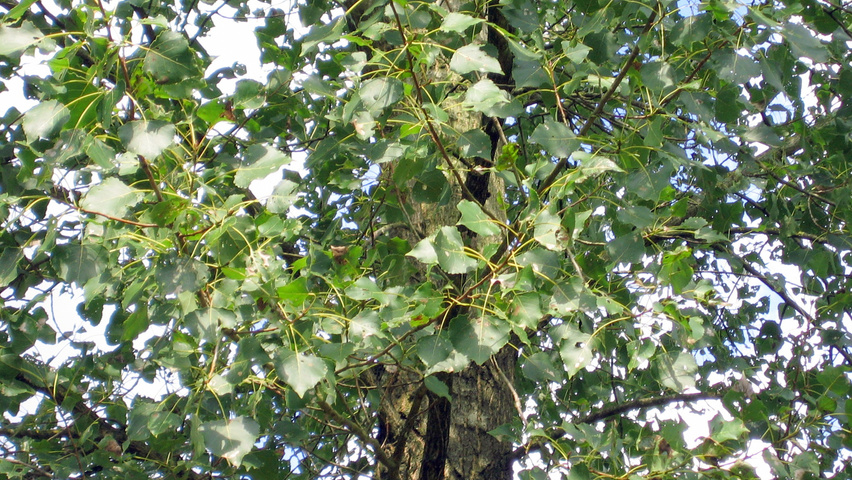 Populus x canadensis 'Koster' blad