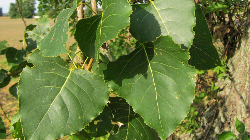 Populus x canadensis leaves