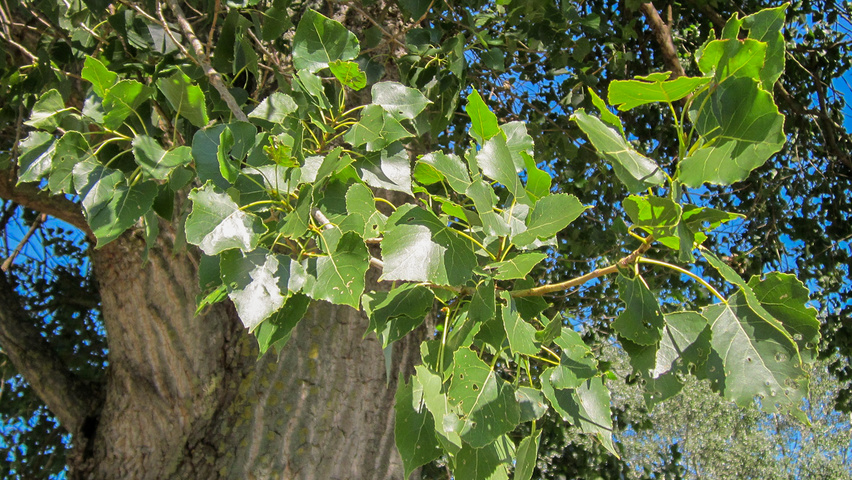 Populus x canadensis leaves