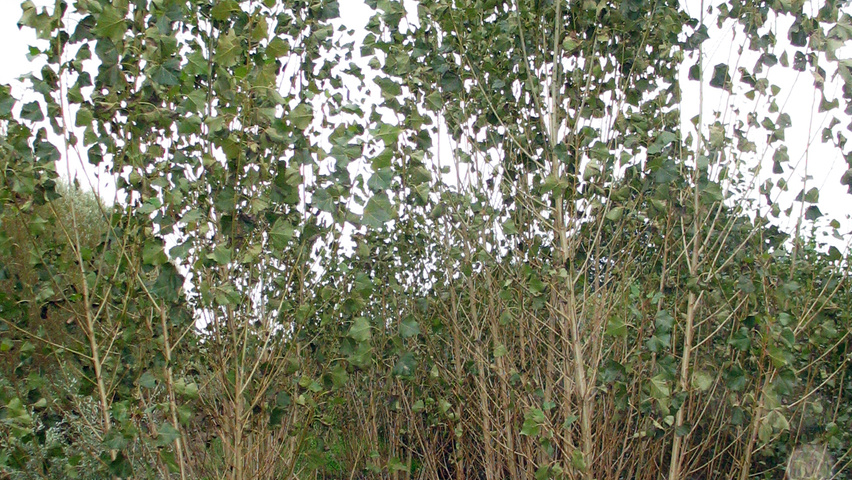 Populus x canadensis woodland planting stock