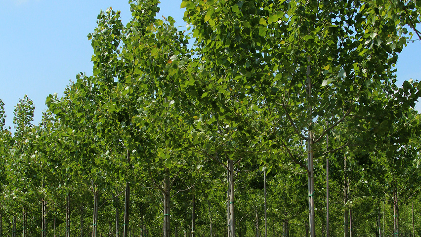 Populus x canadensis 'Robusta' standard tree