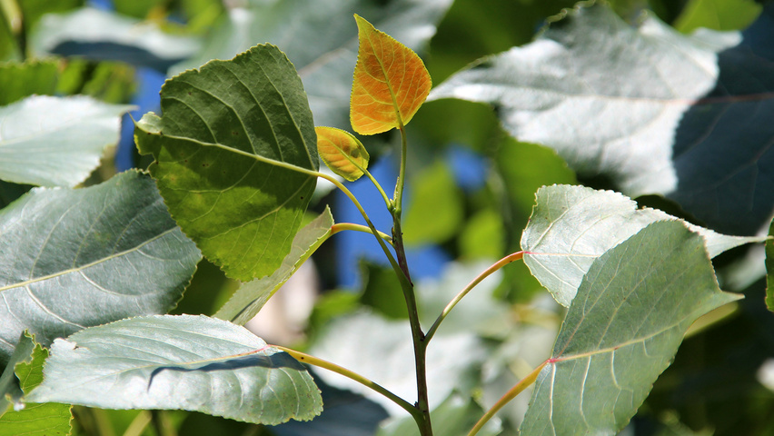 Populus x canadensis 'Robusta' leaves