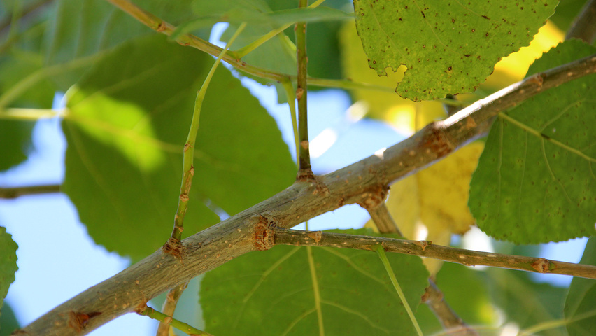 Populus x canadensis 'Robusta' twigs