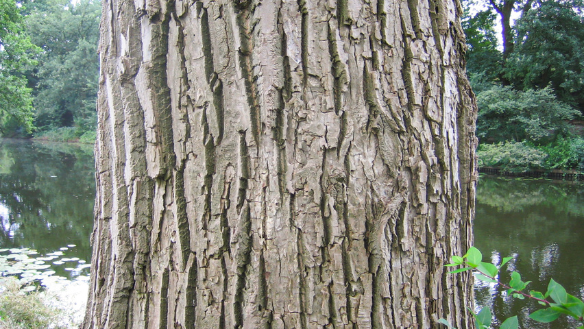 Populus x canadensis 'Serotina' bark