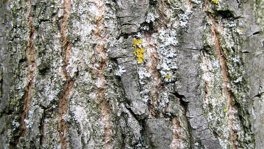 Populus x canadensis 'Serotina' bark