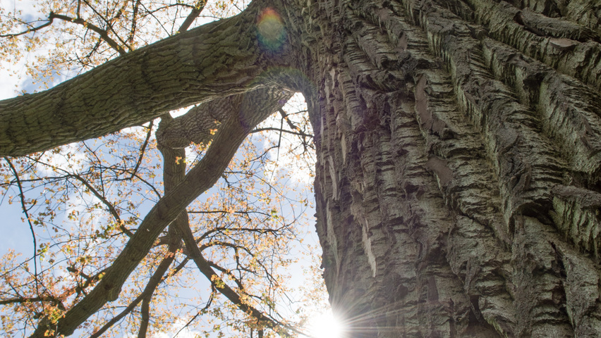 Populus x canadensis 'Serotina' bark