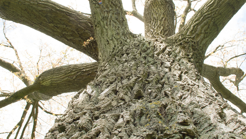 Populus x canadensis 'Serotina' bark