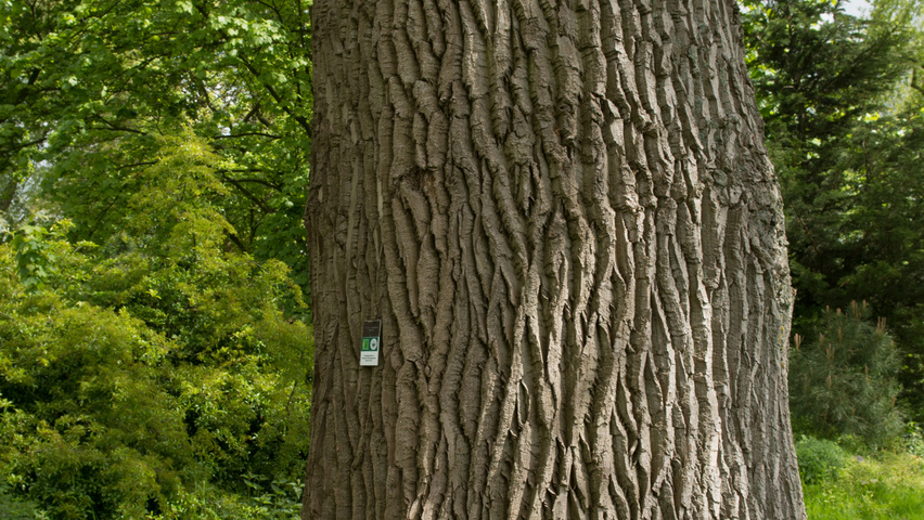 Populus x canadensis 'Serotina' bark
