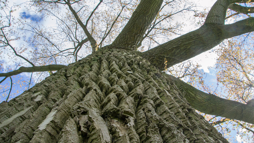 Populus x canadensis 'Serotina' bark
