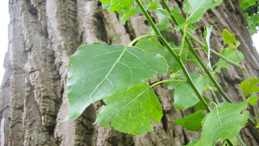 Populus x canadensis 'Serotina' leaves
