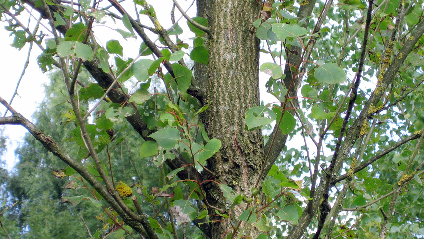 Populus x canadensis 'Serotina' leaves