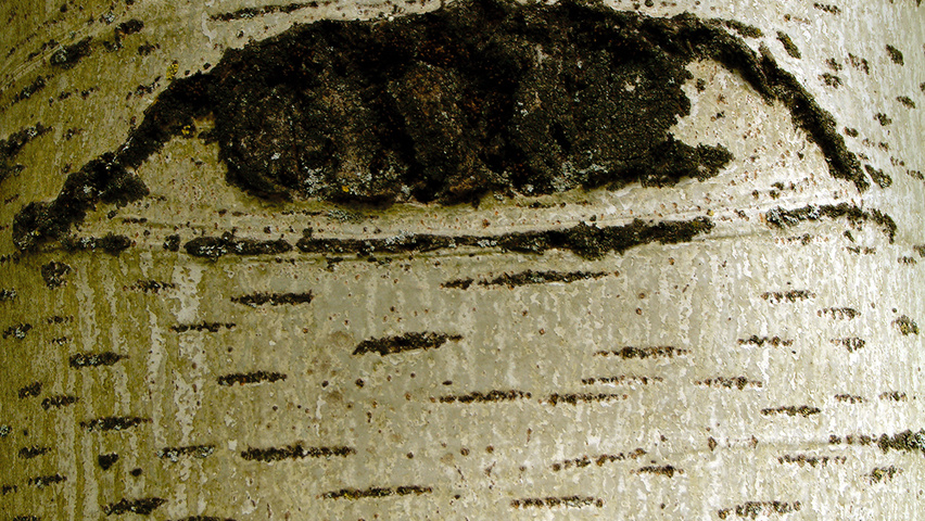 Populus x canescens bark