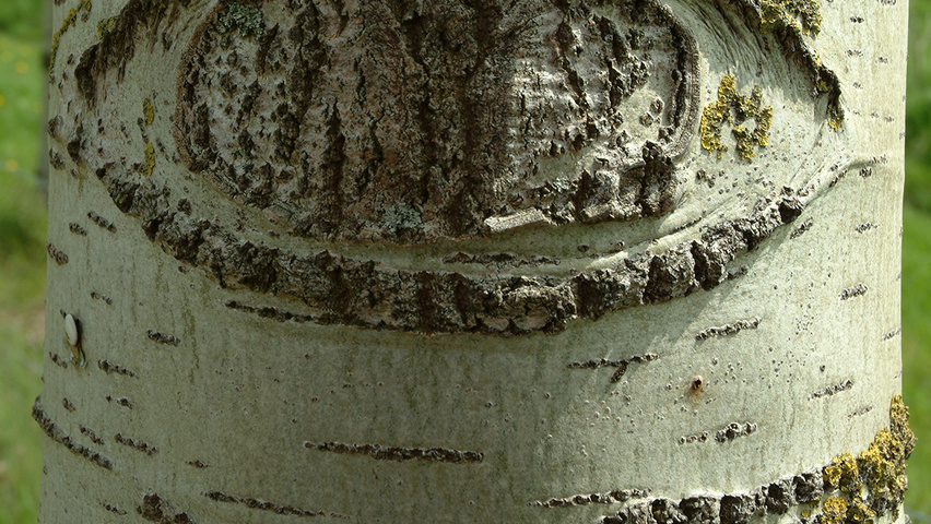 Populus x canescens 'De Moffart' kora