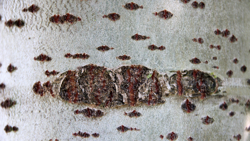 Populus x canescens 'De Moffart' kora