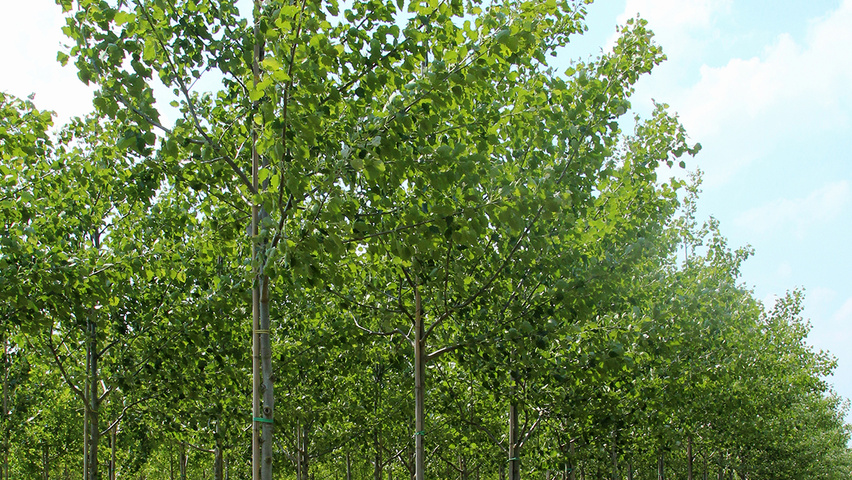 Populus x canescens 'De Moffart' pienne