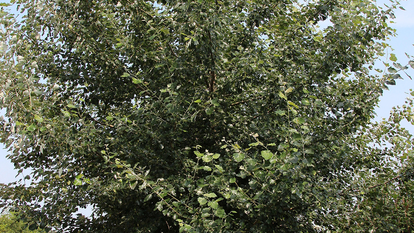 Populus x canescens 'De Moffart' pienne