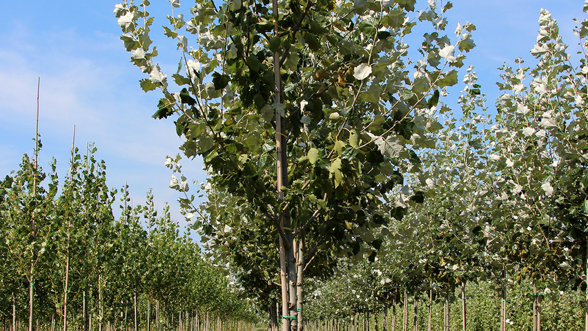 Populus x canescens 'De Moffart' pienne