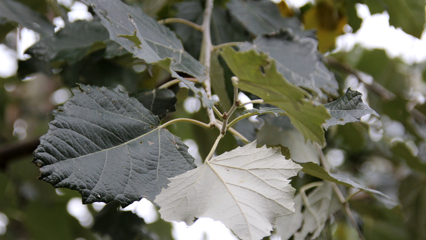 Populus x canescens 'De Moffart' liście