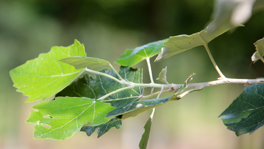 Populus x canescens 'De Moffart' liście