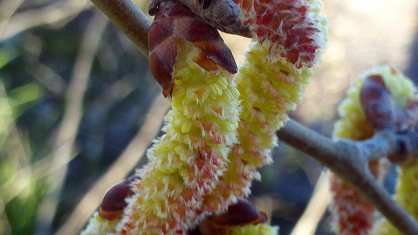 Populus x canescens flowers
