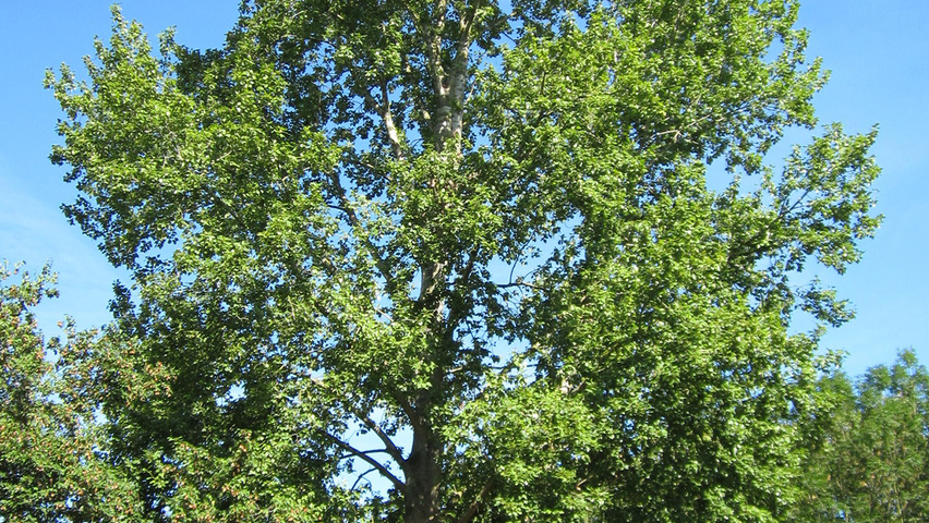 Populus x canescens standard tree