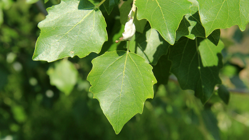 Populus x canescens leaves