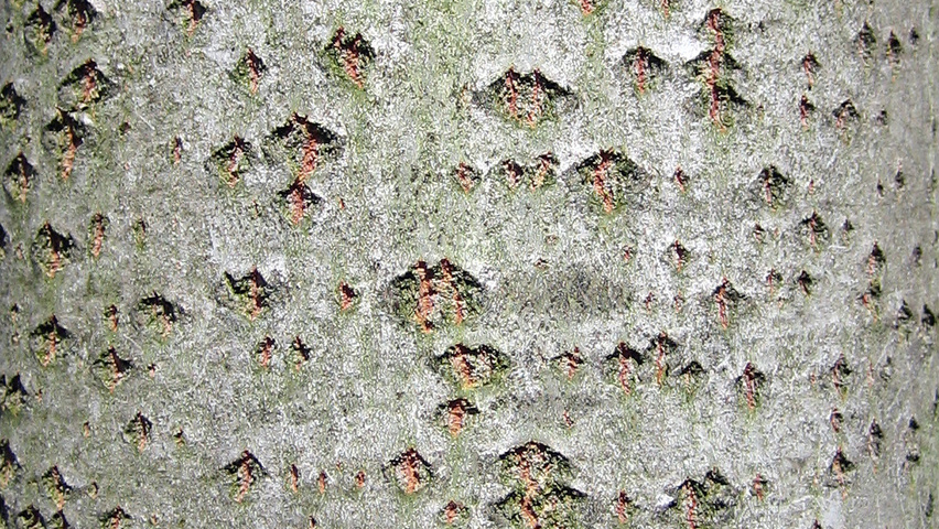 Populus x canescens 'Schubu' kora