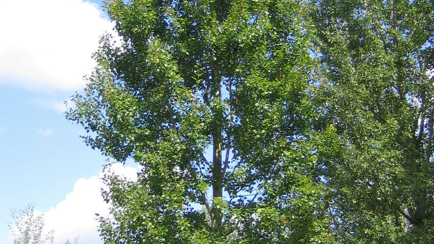 Populus x canescens 'Schubu' pienne