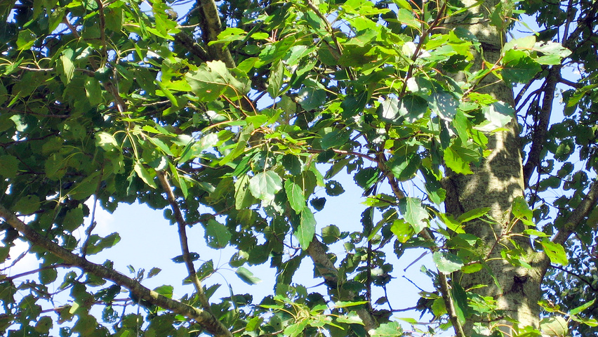 Populus x canescens 'Schubu' liście
