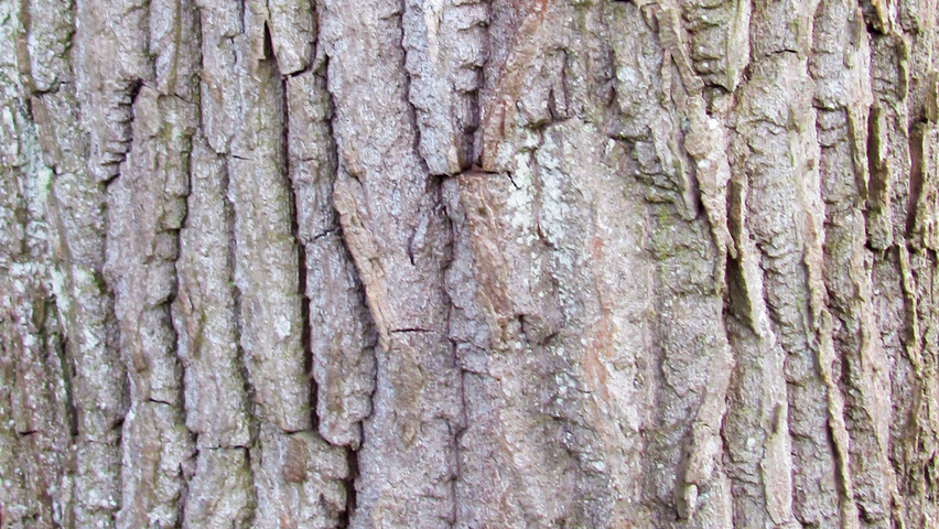 Populus x generosa 'Beaupré' bark