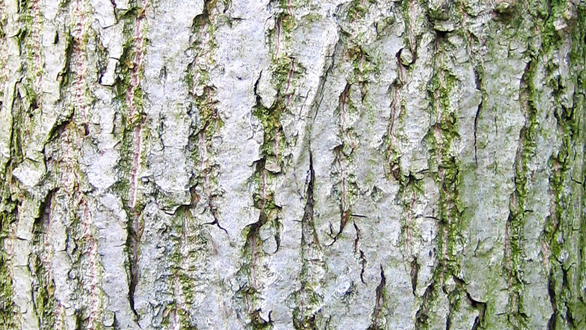 Populus x generosa 'Beaupré' bark