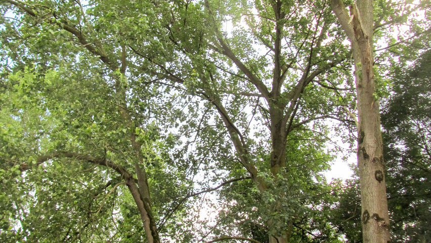 Populus x generosa 'Beaupré' standard tree