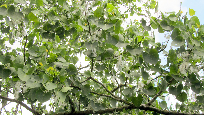 Populus x generosa 'Beaupré' leaves