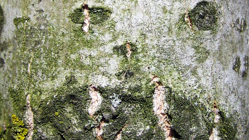 Populus x jackii 'Aurora' bark