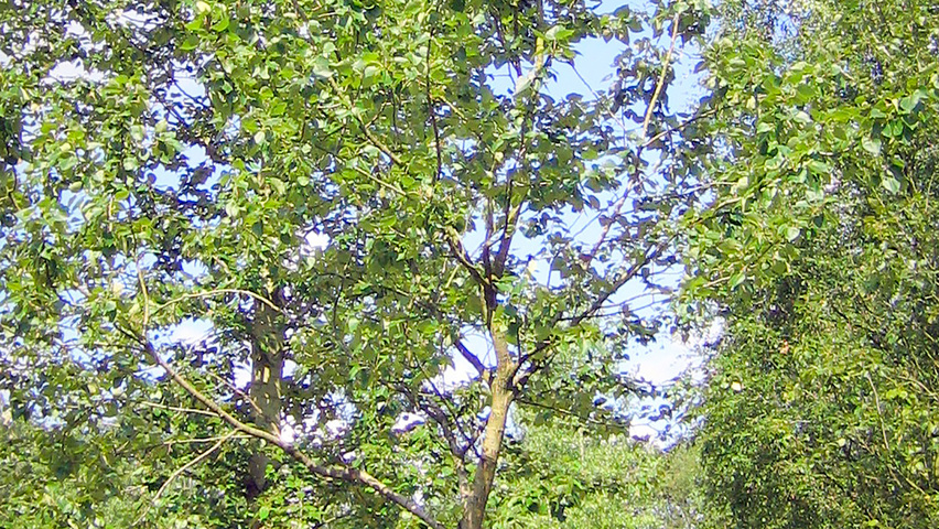 Populus x jackii 'Aurora' standard tree