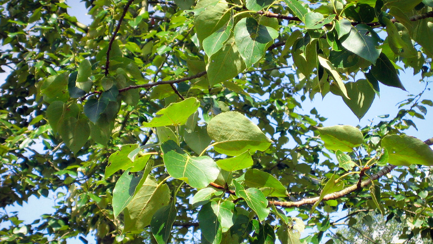 Populus x jackii 'Aurora' leaves