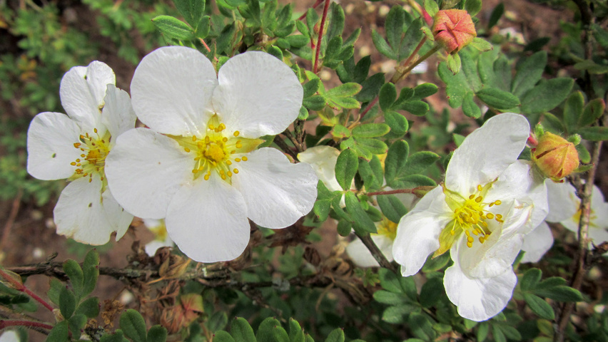 Potentilla fruticosa 'Abbotswood' flowers