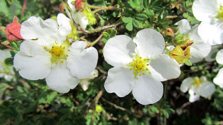 Potentilla fruticosa 'Abbotswood' flowers