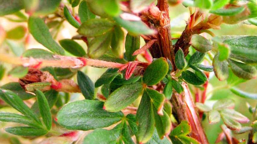 Potentilla fruticosa 'Abbotswood' leaves