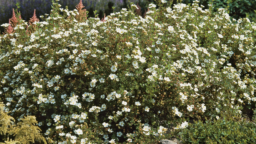 Potentilla fruticosa 'Abbotswood' solitary shrubs