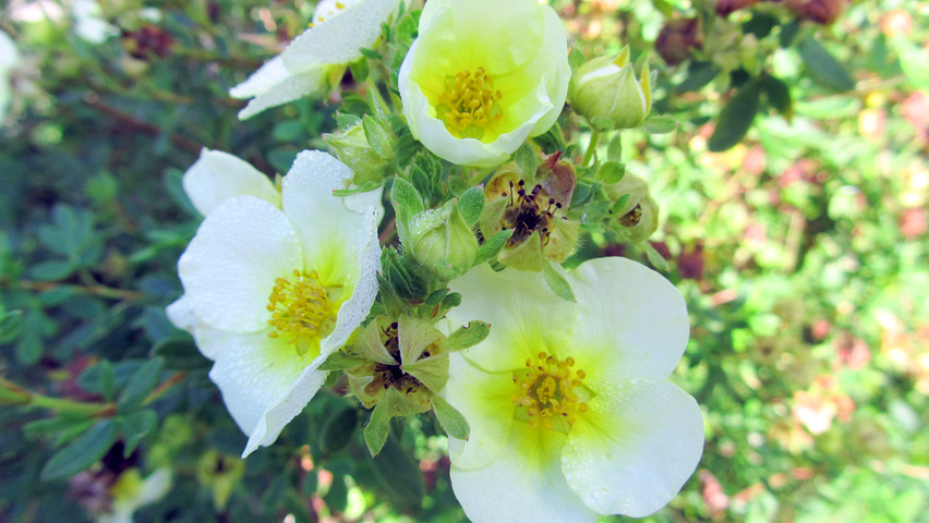 Potentilla fruticosa 'Elizabeth' flowers