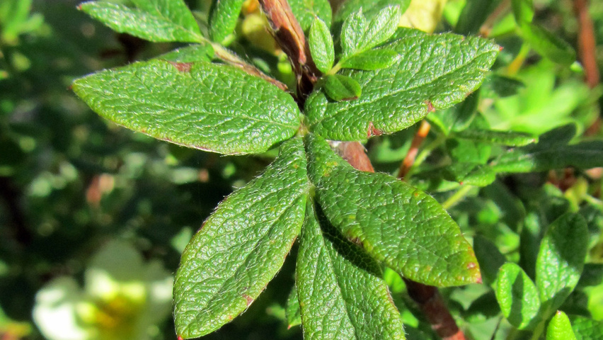 Potentilla fruticosa 'Elizabeth' leaves