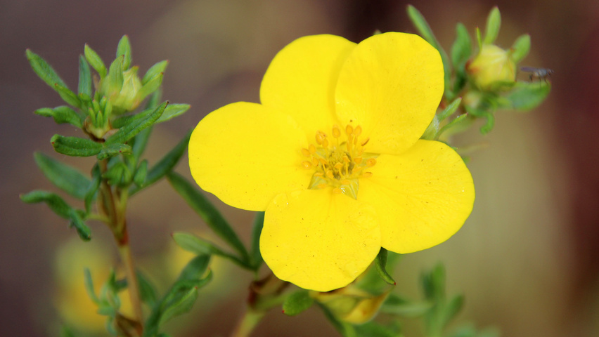 Potentilla fruticosa 'Goldfinger' kwiaty