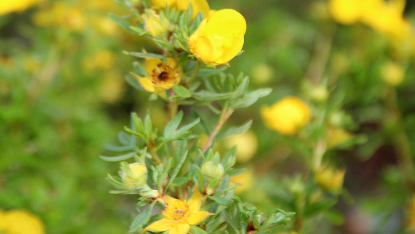 Potentilla fruticosa 'Goldfinger' kwiaty