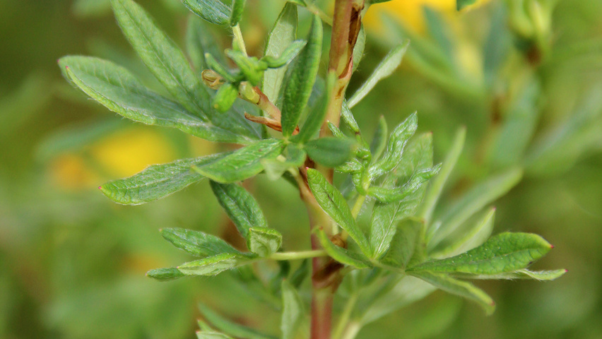 Image of Potentilla goldfinger leaves