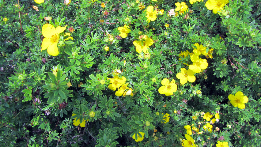 Potentilla fruticosa 'Klondike' Blumen