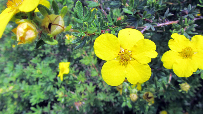 Potentilla fruticosa 'Klondike' Blumen
