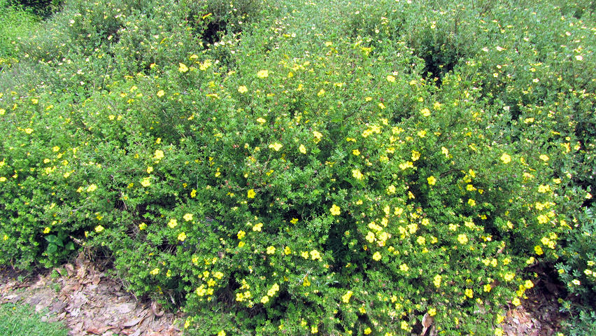 Potentilla fruticosa 'Klondike' Solitärgehölze